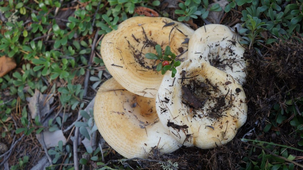 Земляной груздь