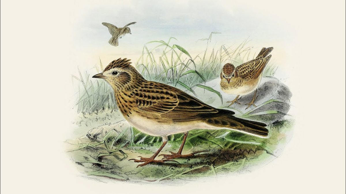 Американский Воробей