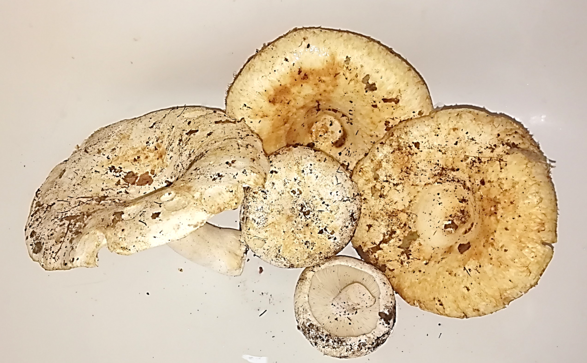 Груздь синеющий