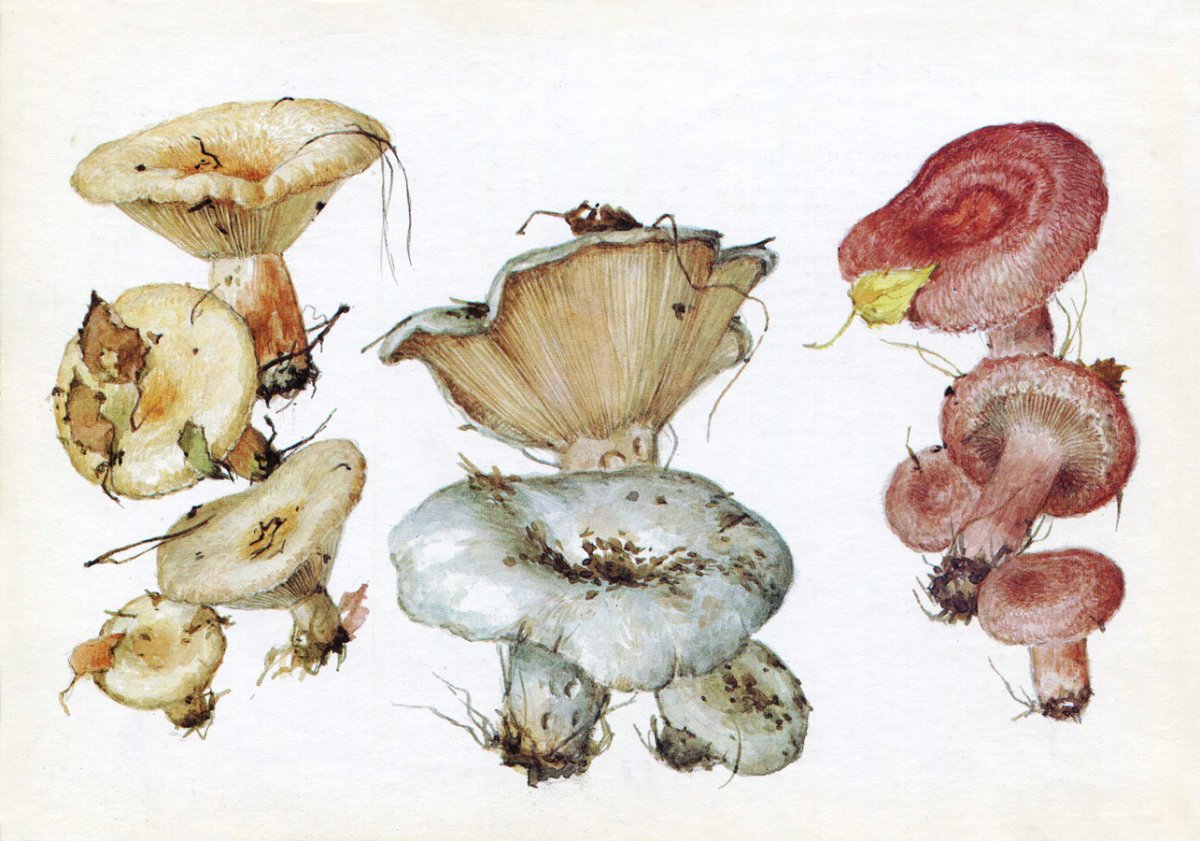 Условно-съедобные грибы грузди волнушки лисички