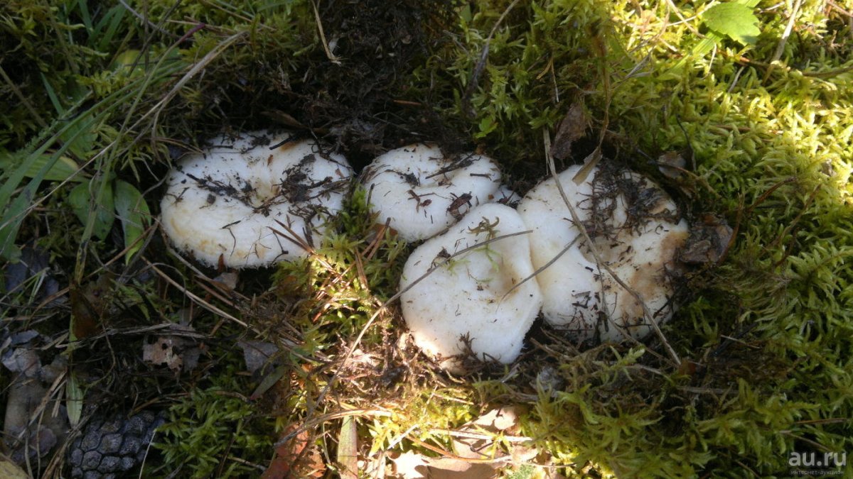 Семейки груздей