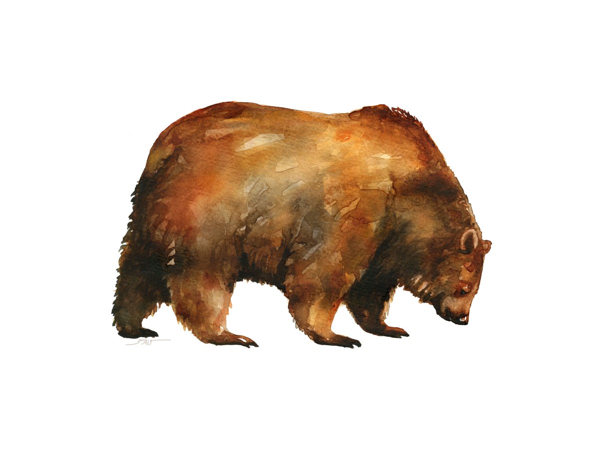 Бурый медведь акварель