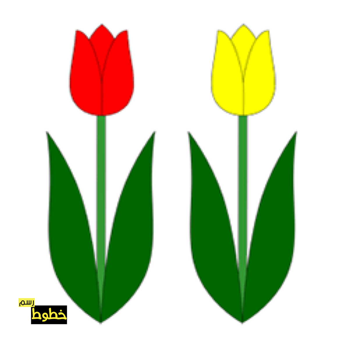 Тюльпаны рисунок