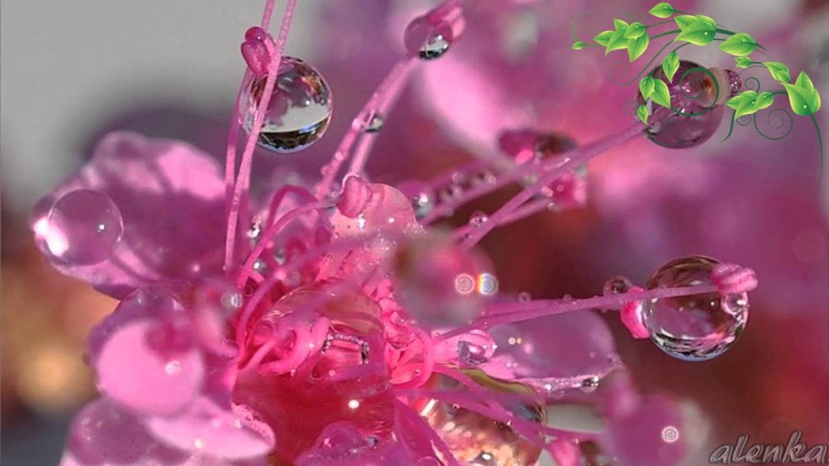 Butchart Gardens, Канада розарий