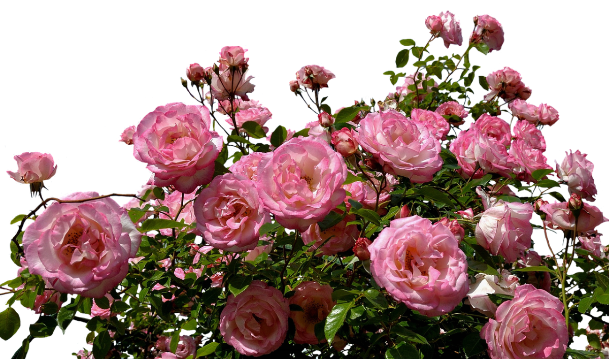 Розовые розы