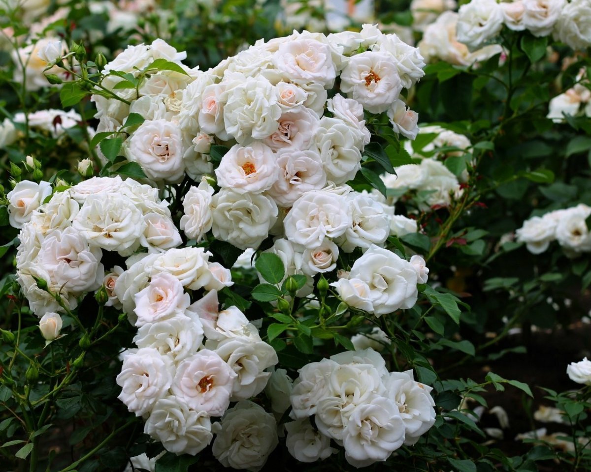 Роза в росе