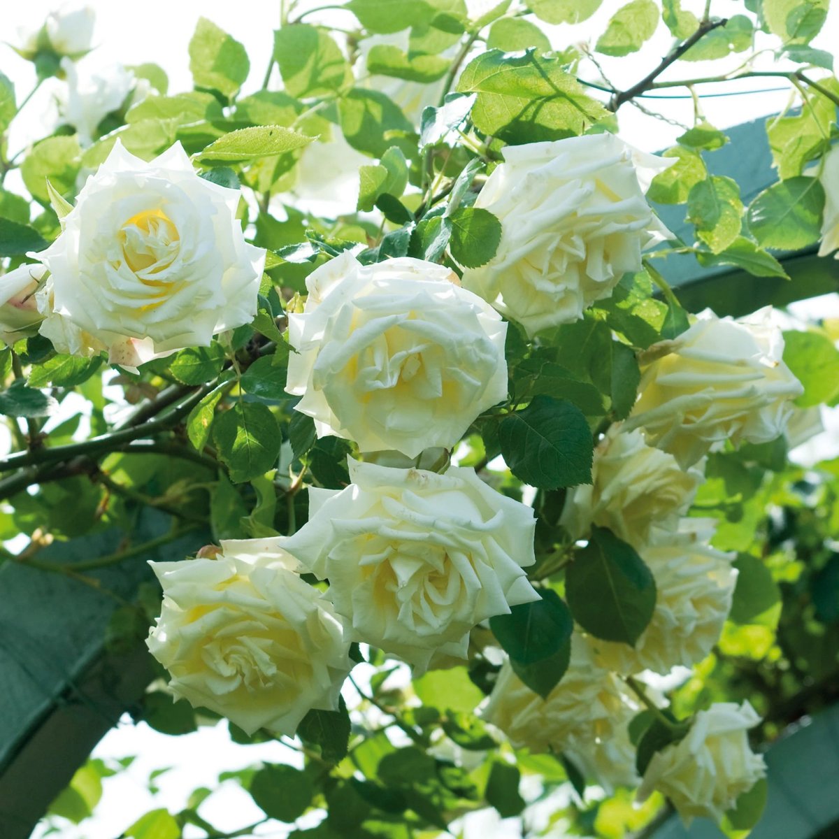 Роза Роуз Буш