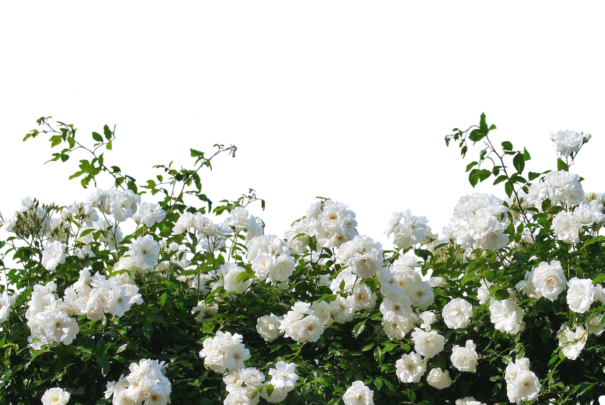 Роза плетистая Мон Блан