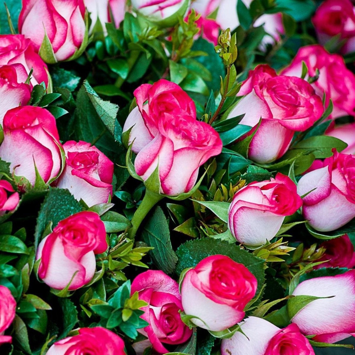 Поисковая система Explorer