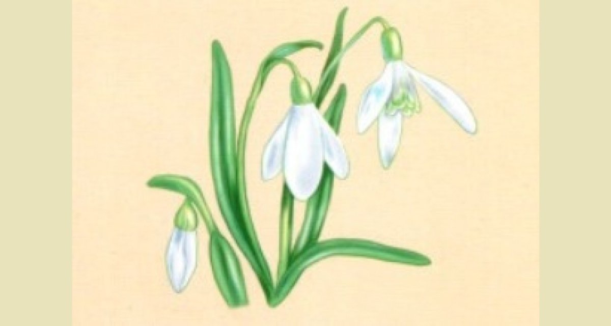 Шафран стебель