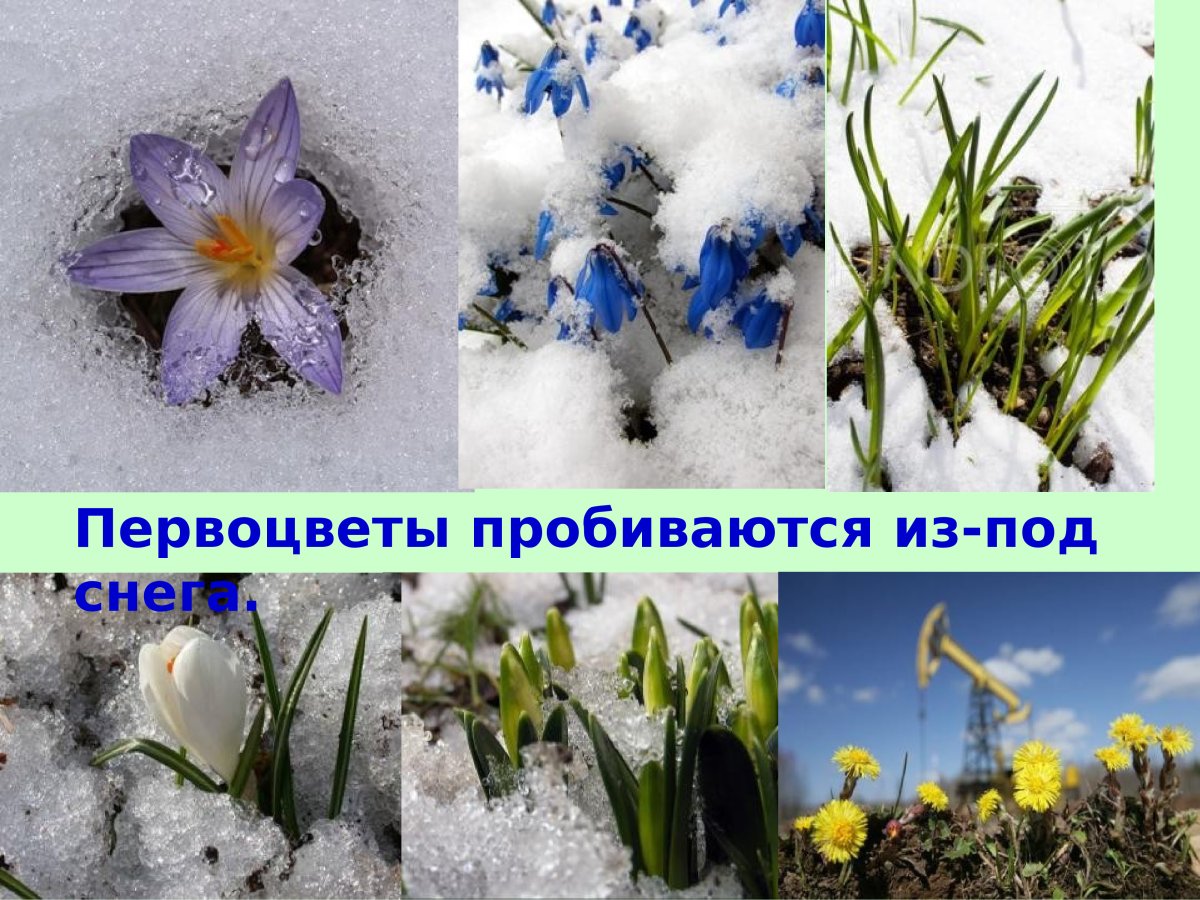 Этапы роста одуванчика