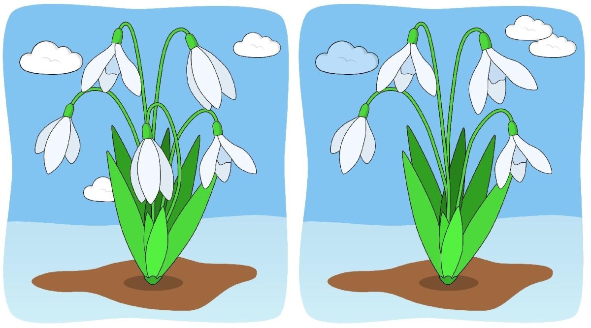 Цветок пролеска Сибирская