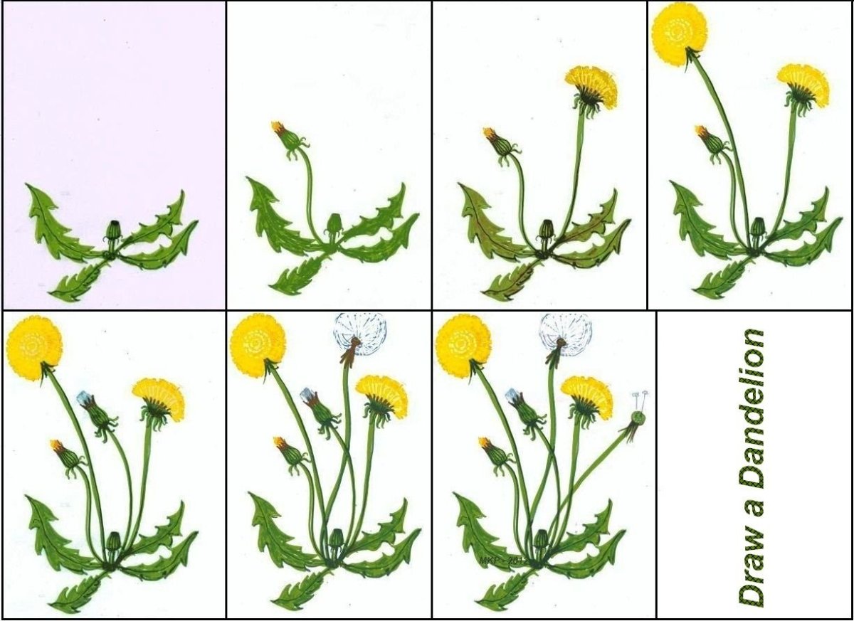 Крокусы акварелью