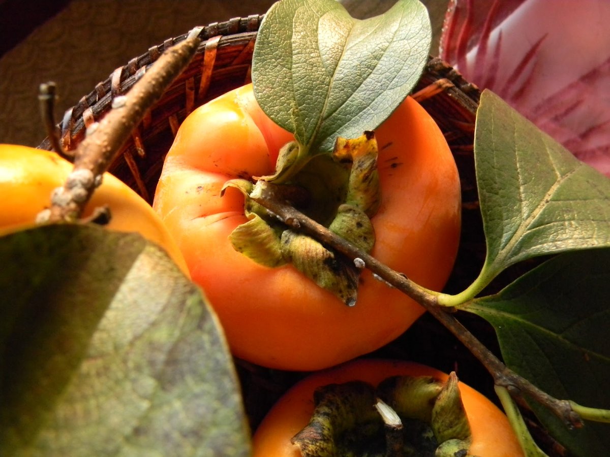 Хурма лимонная