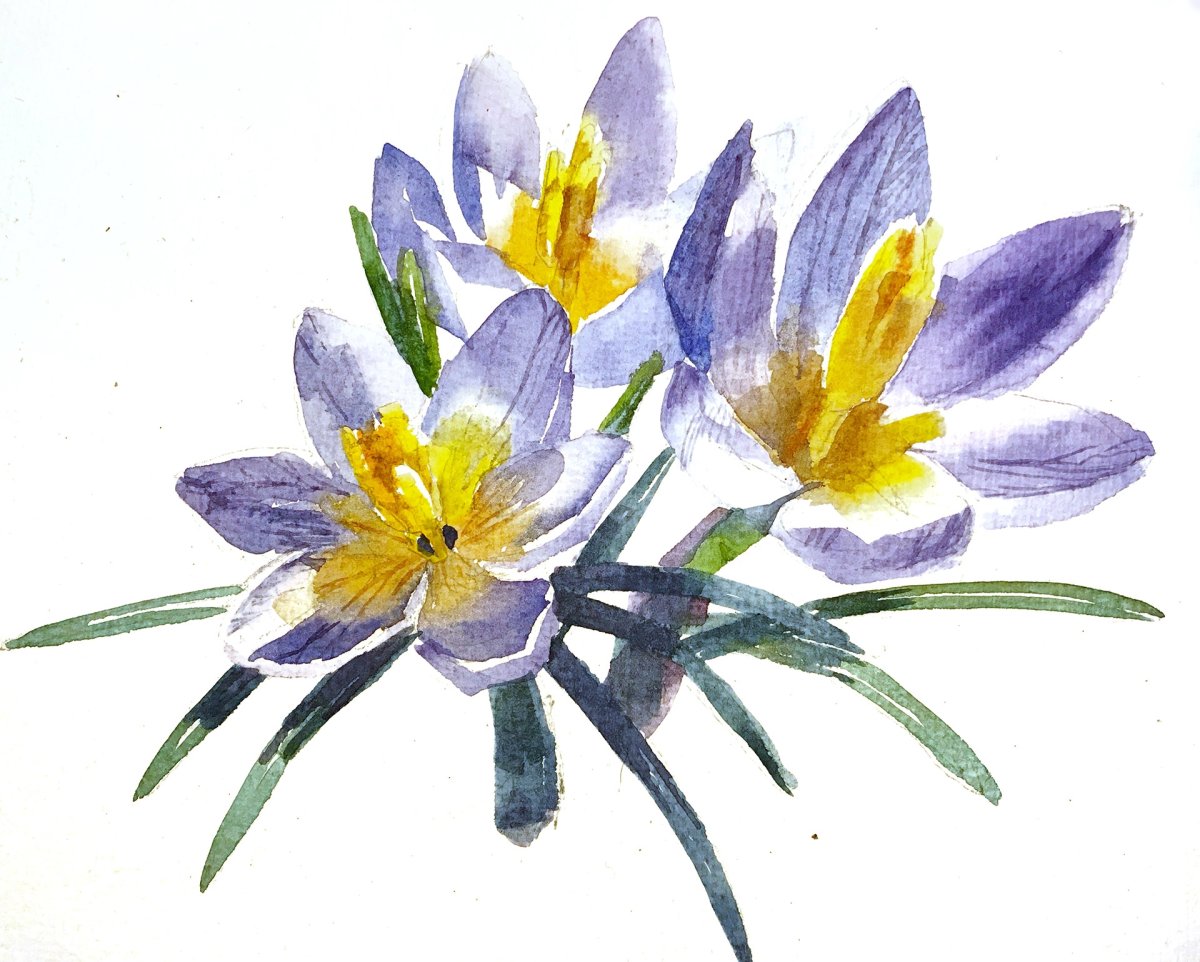 Ботаническая живопись крокусы