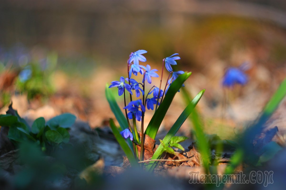 Первоцветы (подснежники, крокусы, гиацинты).