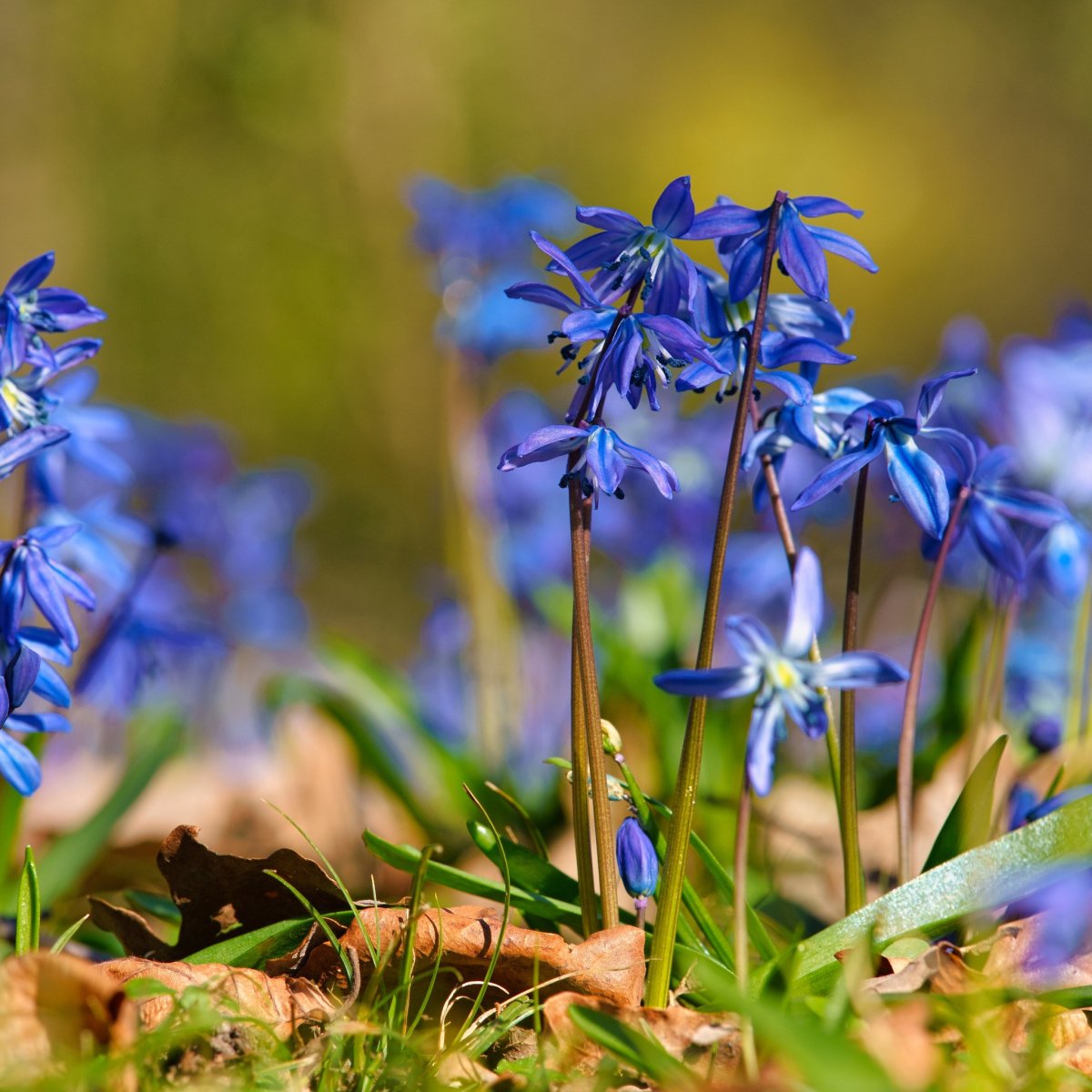 Пролеска пролесковидная