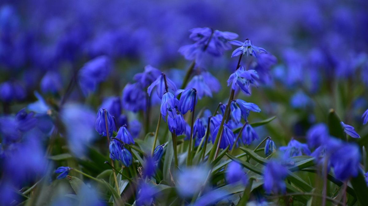 Пролески Белгород