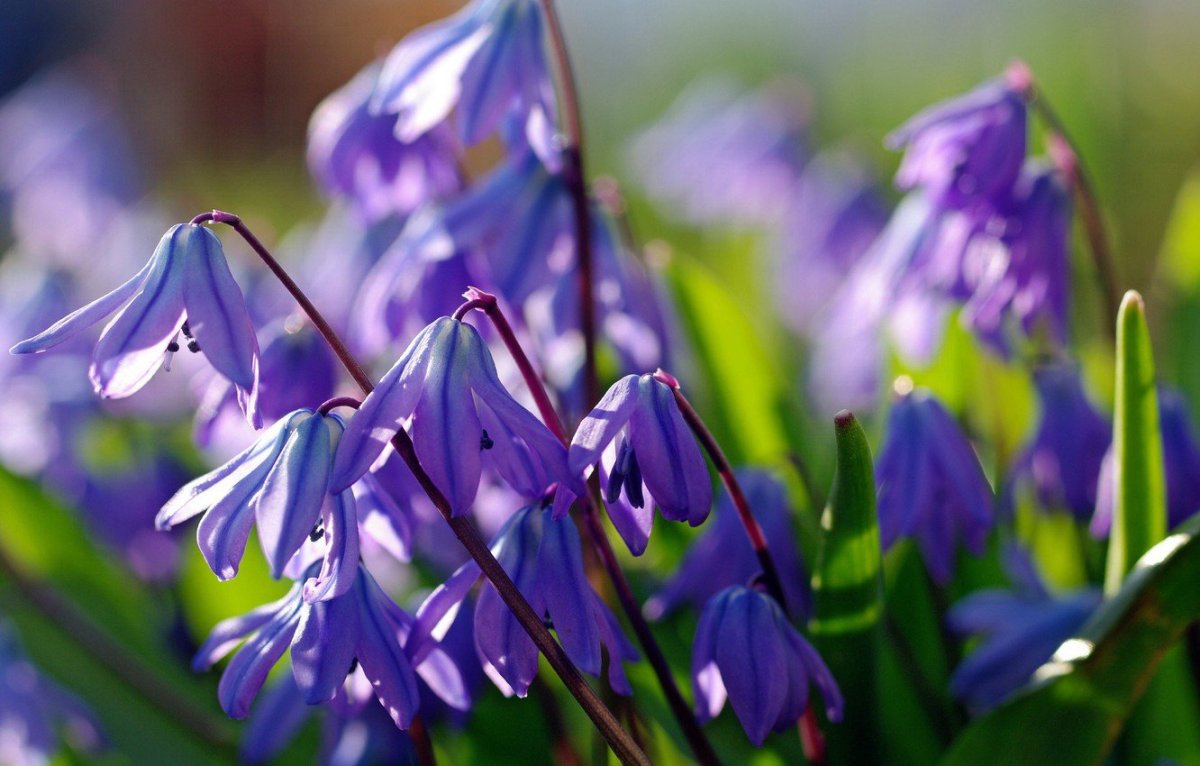 Пролеска Сибирская Крокус