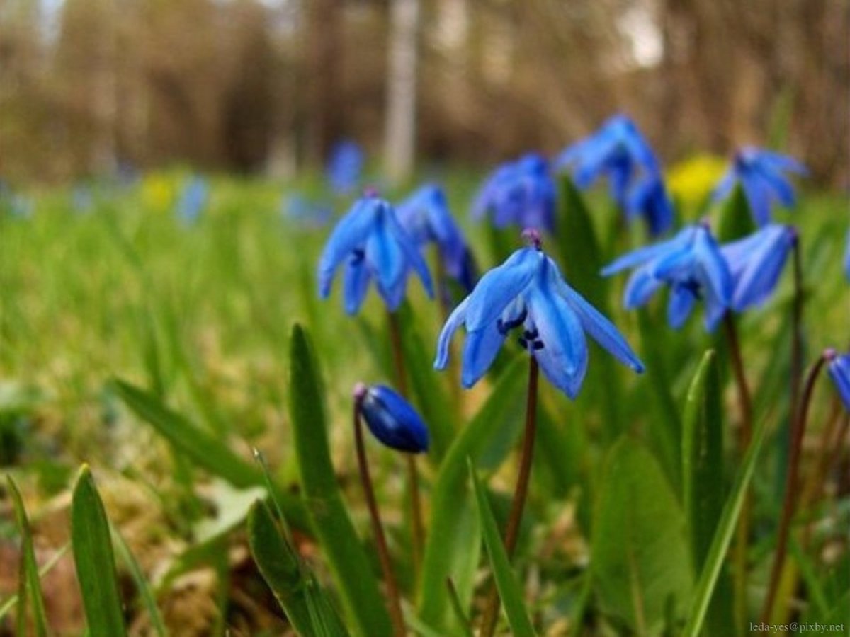 Пролеска Сибирская семена