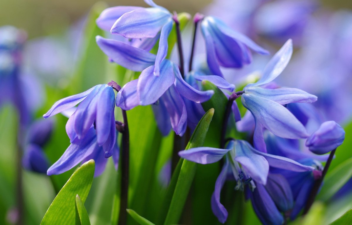 Первоцветы пролеска