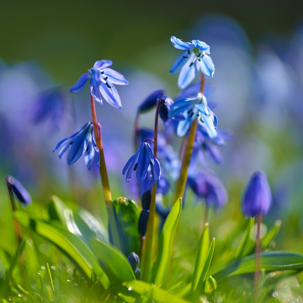 Первоцветы пролески