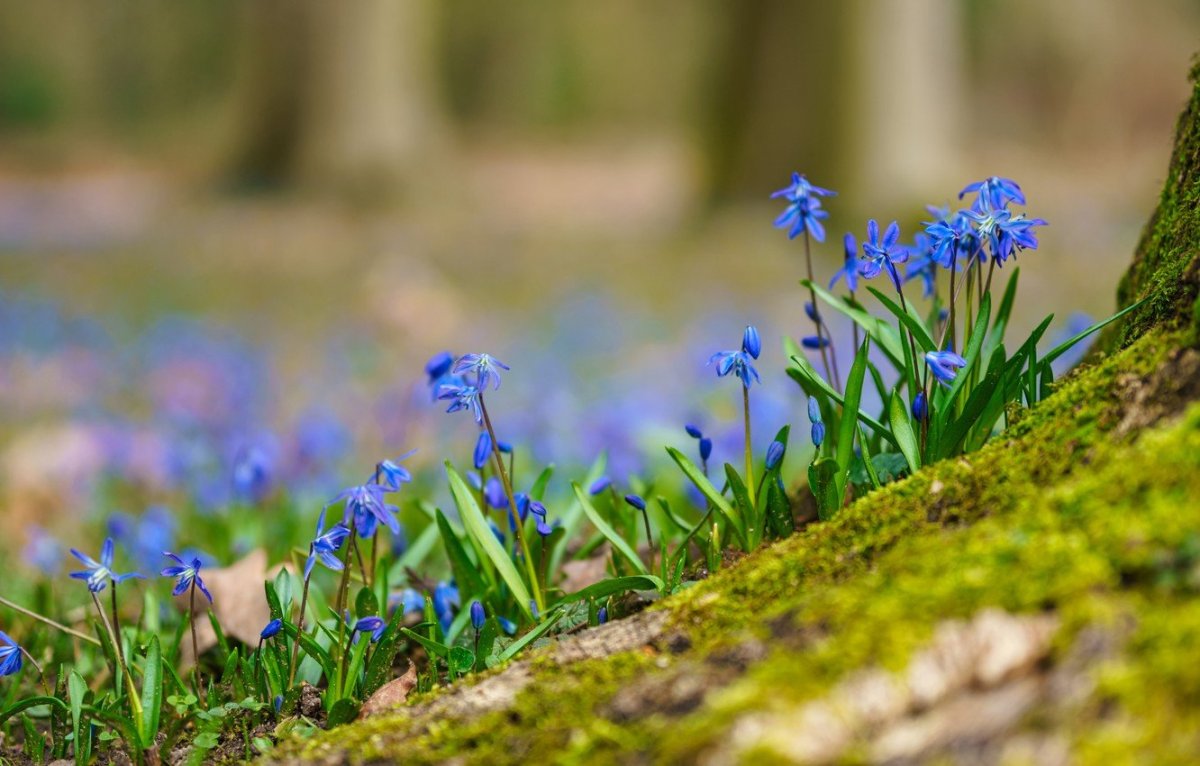 Пролески Весна Великобритания