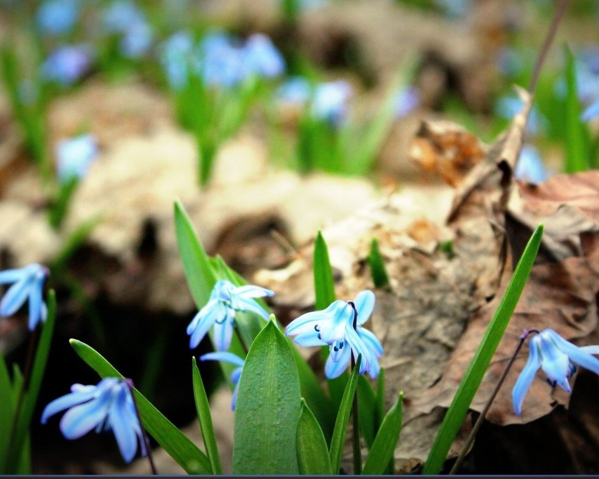 Пролеска пролесковидная