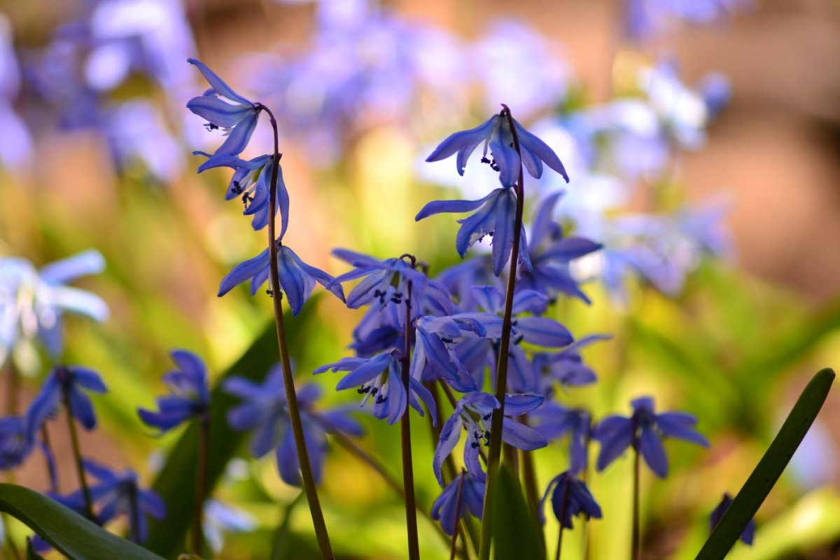 Цветы первоцветы пролески