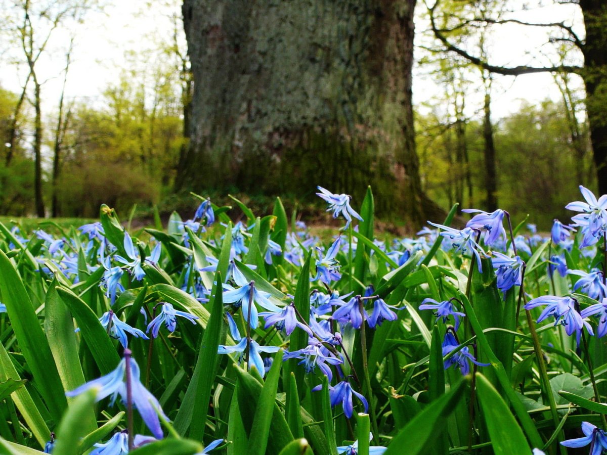 Пролеска в лесу
