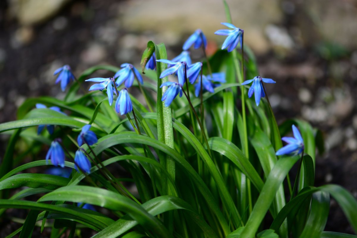 Подснежник пролеска