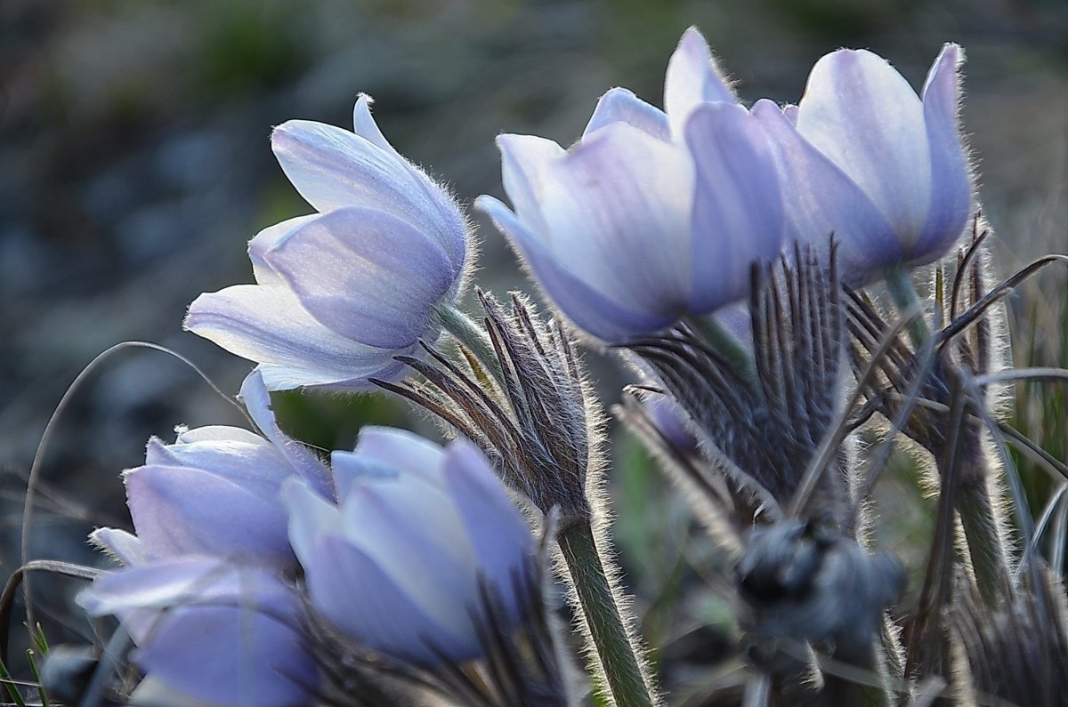 Голубые цветы подснежники
