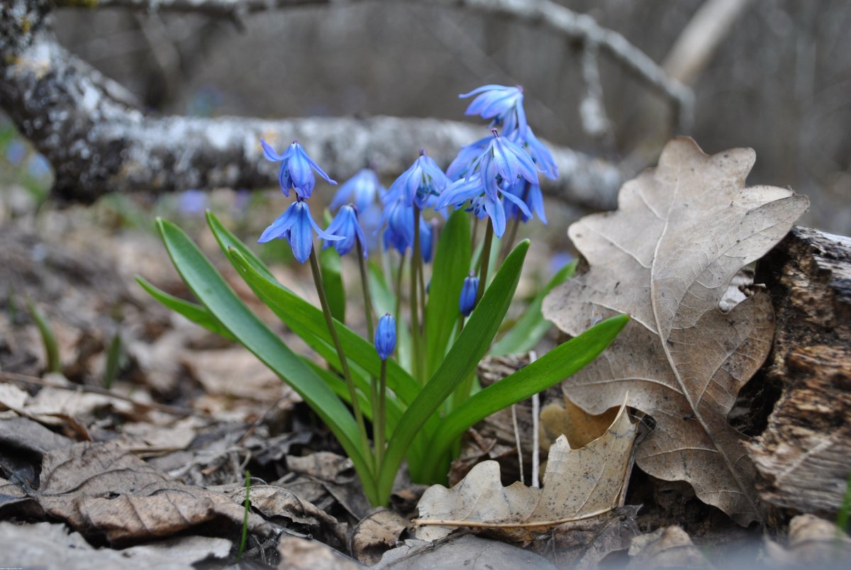 Пролеска Кавказская
