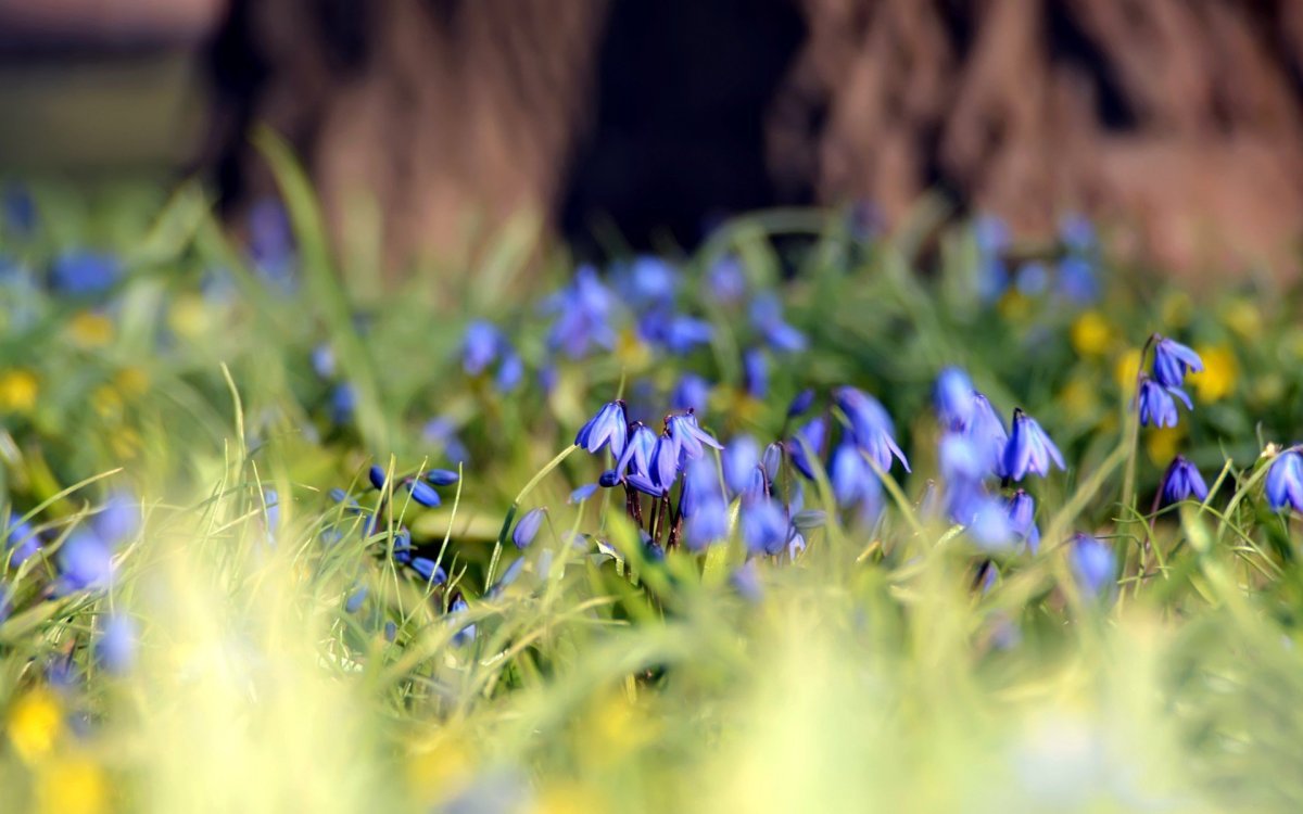 Пролески в траве