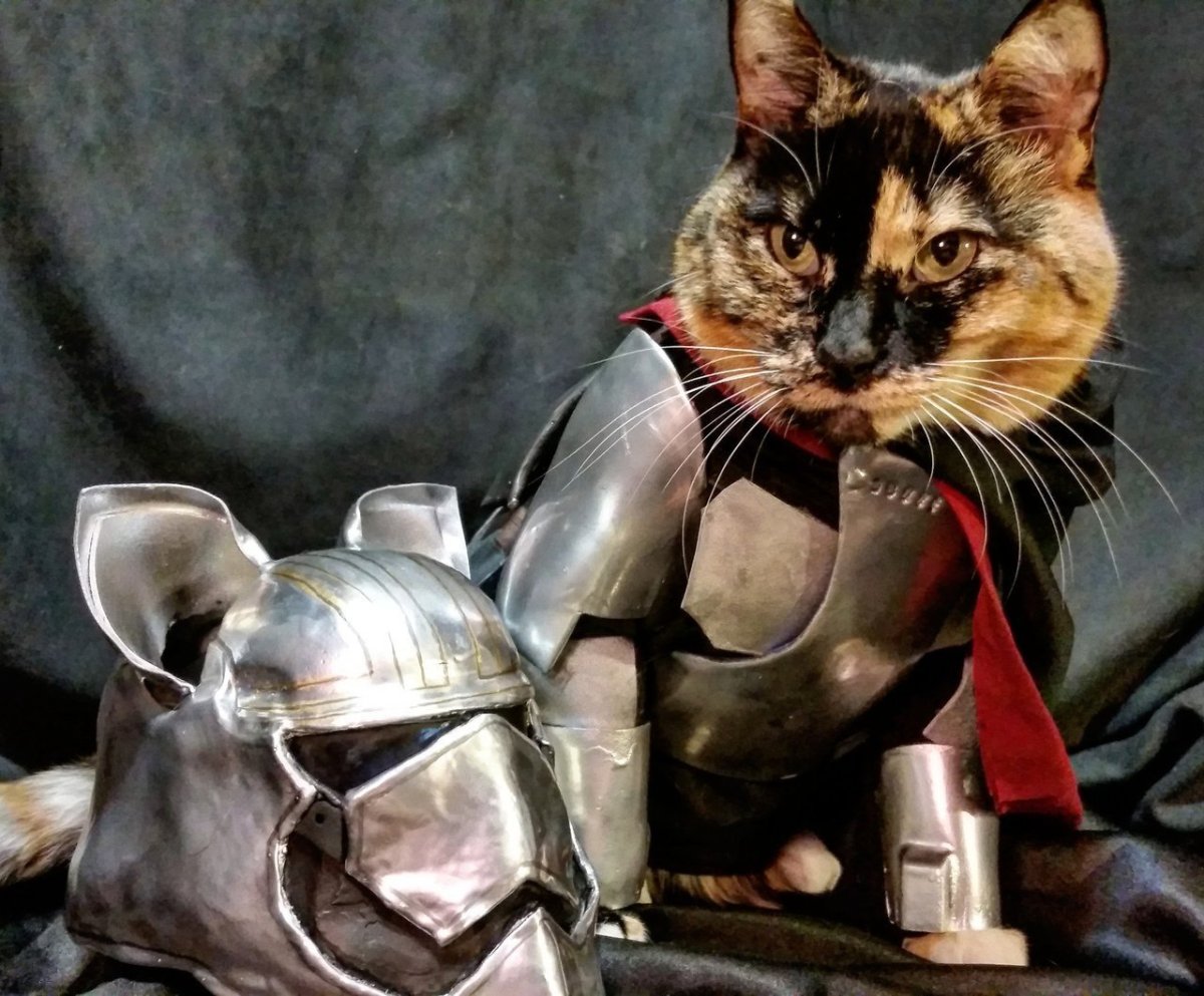 Кот рыцарь