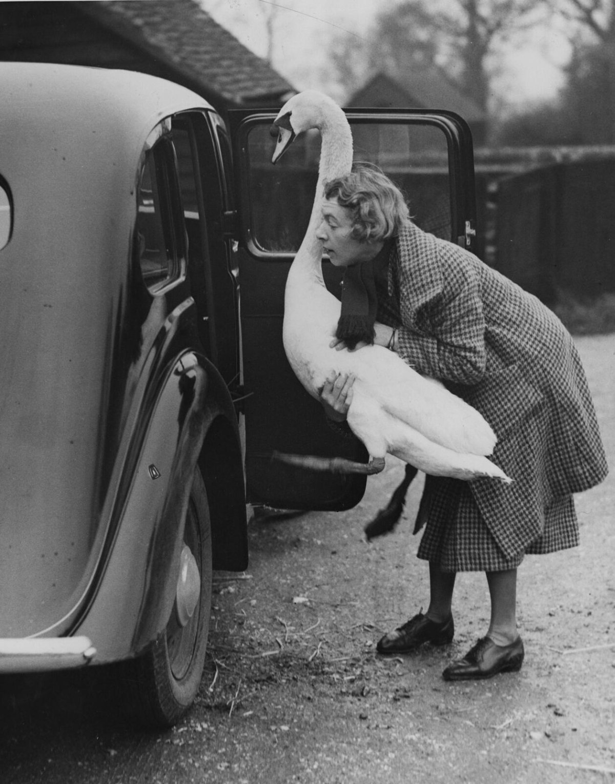 Чёрно-белые картинки для распечатки