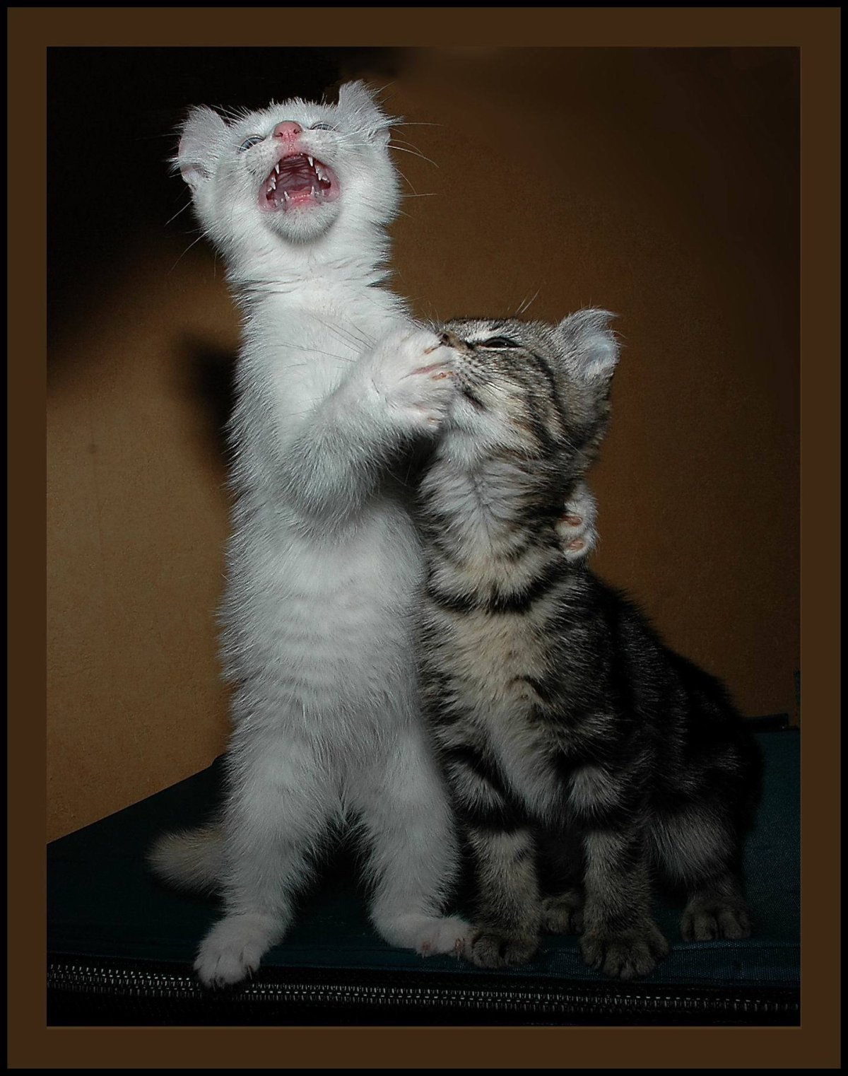 Караоке батл фото