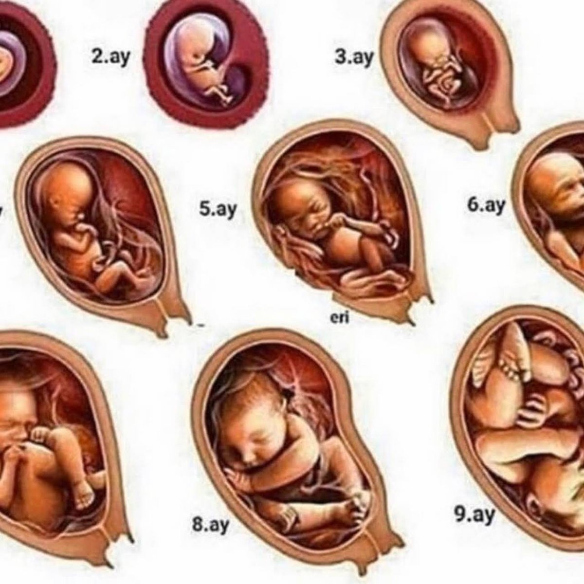 Визуализация беременности