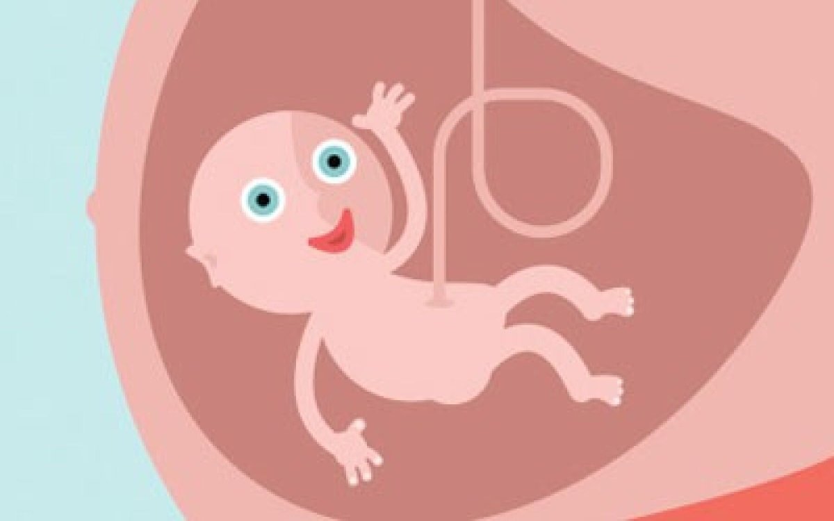 Ребенок в утробе рисунок