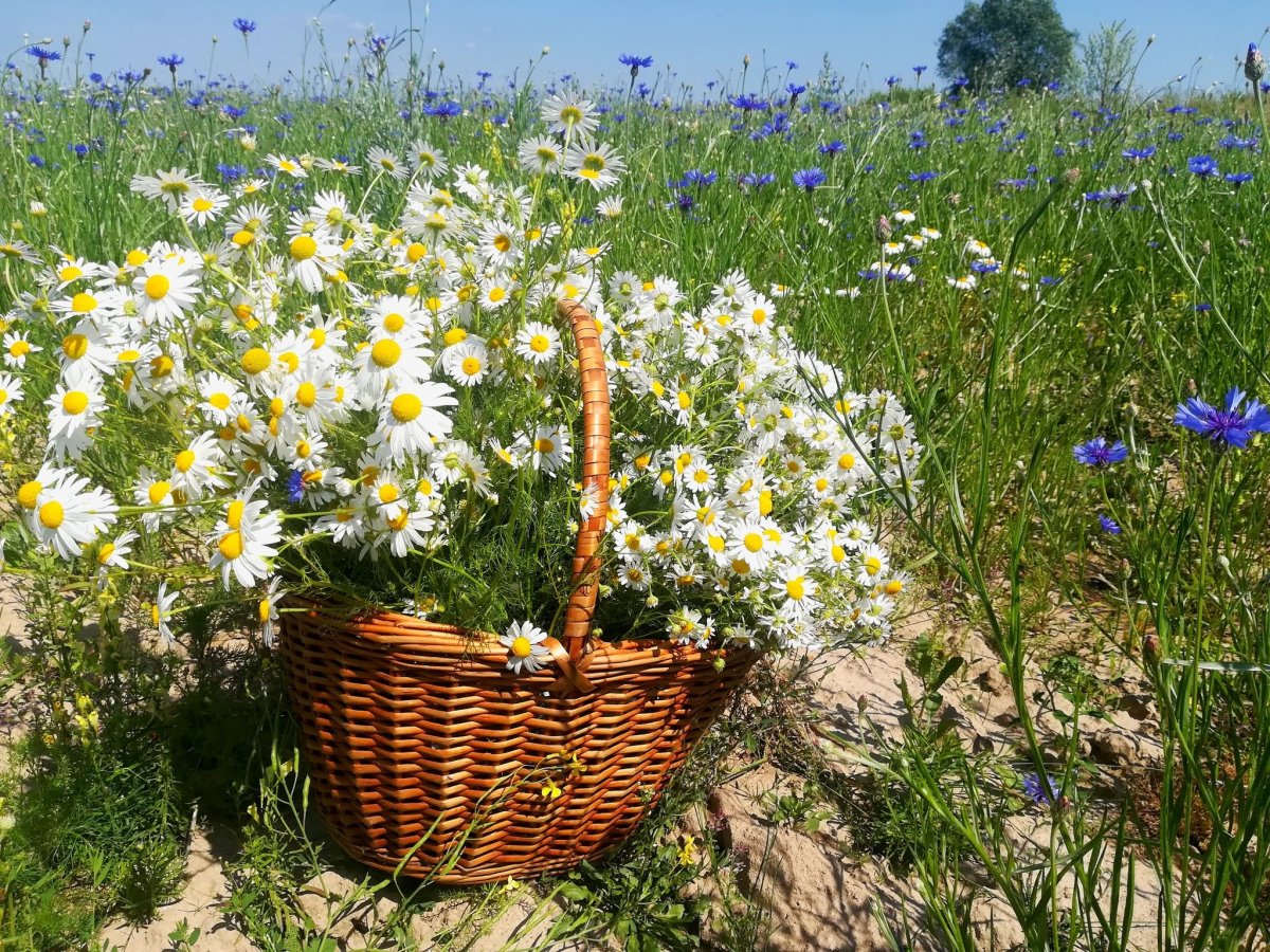 Поле ромашек