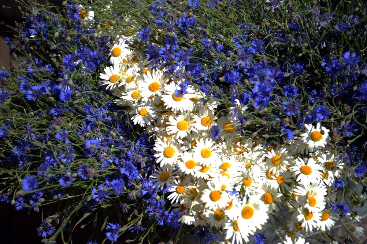 Ромашки и васильки