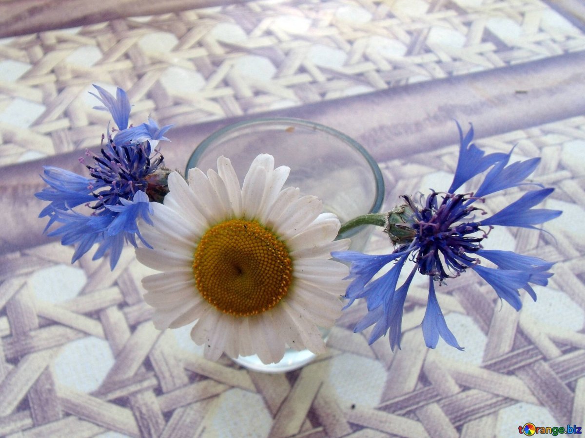 Маникюр с васильками