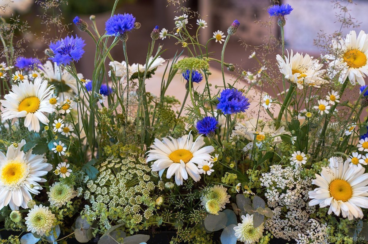 Ромашки и васильки