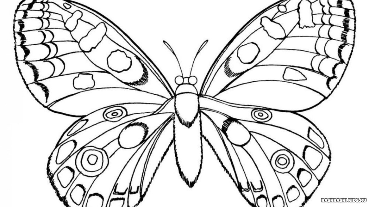 Насекомые раскраска для детей