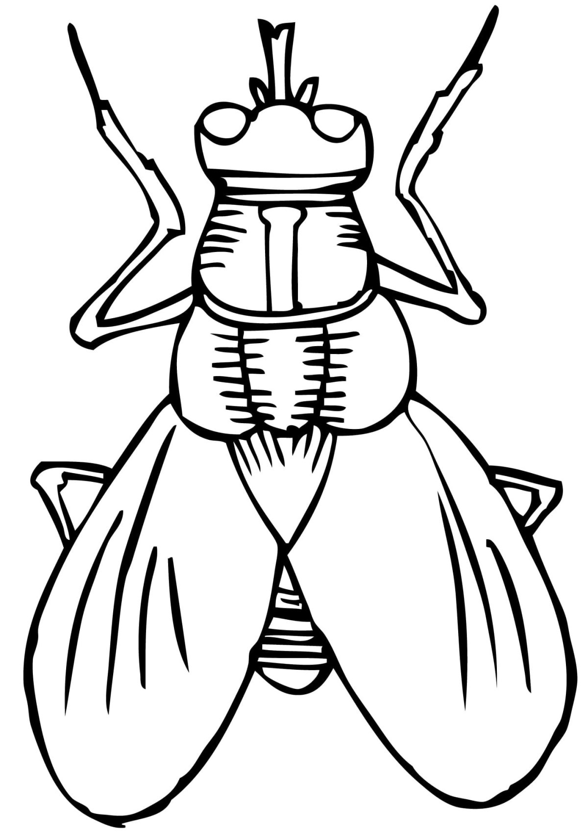 Стрекоза раскраска для детей