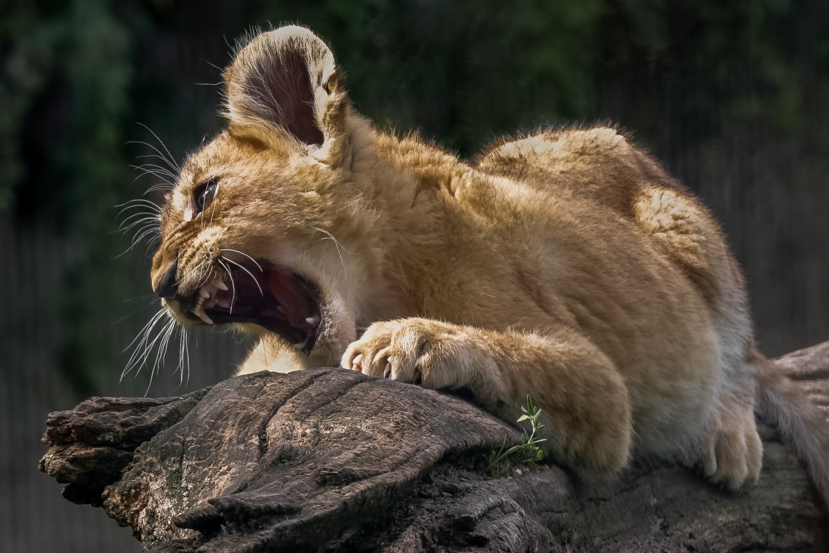 Король Лев Киара на белом фоне