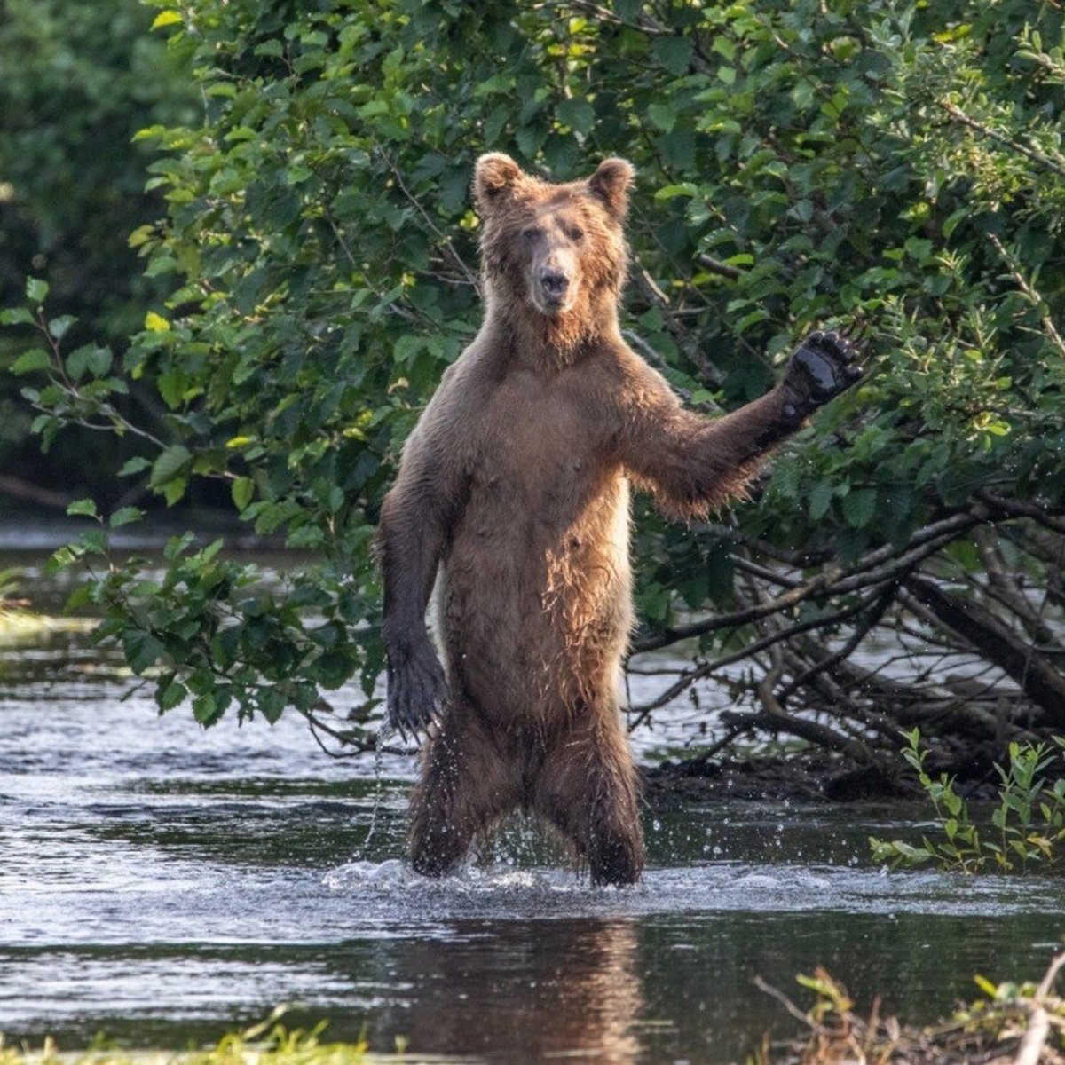Шёл медведь по лесу видит машина горит сел в неё и сгорел