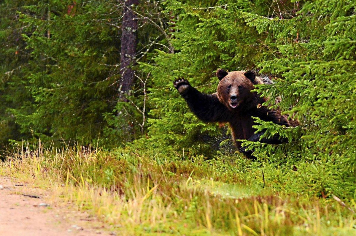 Медведь и охотник прикол
