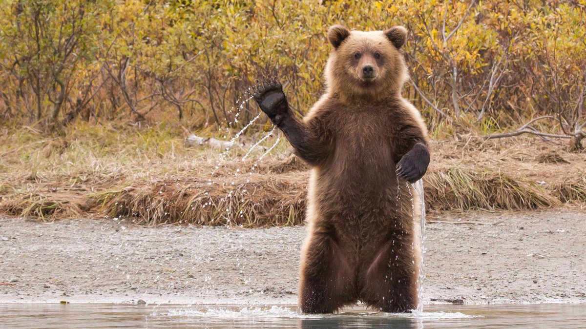 Смешные бобры