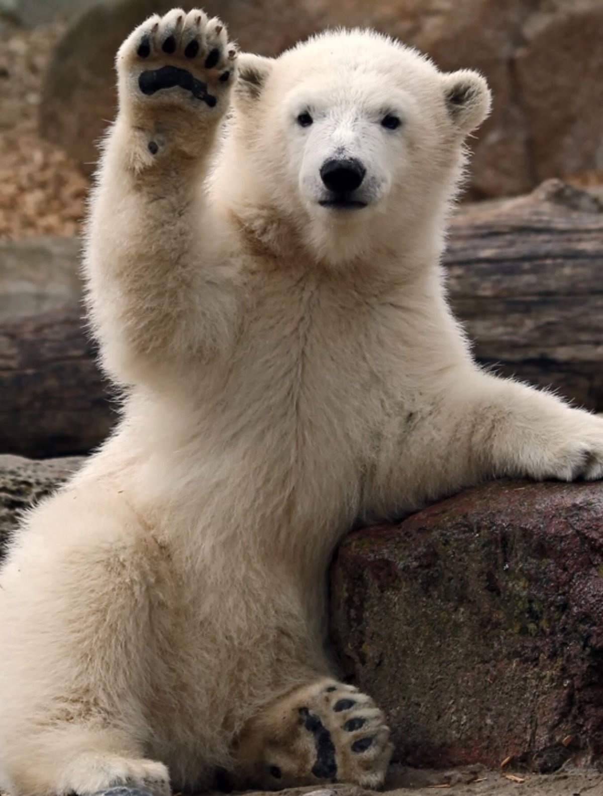 Бурый медведь машет лапой